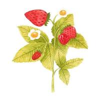 Hand drawn watercolor strawberry branch isolated on white background. Fresh summer berries with leaves and flower for print, card, sticker, textile design, product packaging vector