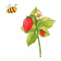 Hand drawn watercolor strawberry branch with bee isolated on white background. Fresh summer berries with leaves and flower for print, card, sticker, textile design, product packaging. vector