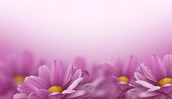 Realistic pink 3d chrysanthemum flowers on white background. Vector illustration