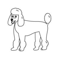 Poodle dog colouring page. Outline vector illustration