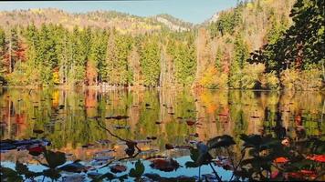 stigande utsikt höst utomhus panorama av skogen med träd reflektioner på sjön i varm solig dag video