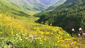 vista statica al rallentatore di flora, margherite selvatiche, fiume e sfondo della montagna del Caucaso. paesaggio della regione di racha.