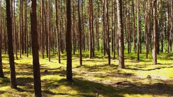 bosque de pinos temprano en la mañana en la vista panorámica de la costa de lituania. hermosa naturaleza prístina en lituania. video