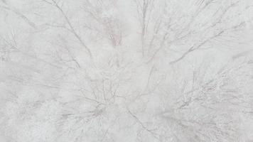Slow motion aerial tilt up view forest trees and white snowy sky background. Winter majestic landscapes concept video