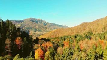 luchtfoto close-up weergave herfst bos in de Kaukasus over pijnbomen met blauwe heldere lege hemelachtergrond buitenshuis. frisse natuur en herfst schoonheid buitenshuis concept
