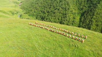 Aerial circle around fifty one bee hives in two lines surrounded by green nature video