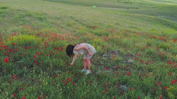 Aerial circle around brunette woman enjoy nature outdoors picking wild poppy flower alone. Concept freedom well being summer outdoors video