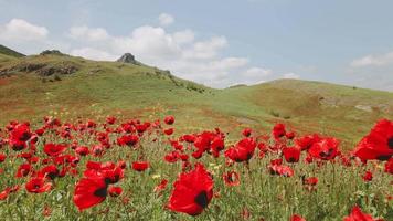 campo de pradera de naturaleza verde de primavera estática con fondo montañoso y flores de amapola en primer plano de brisa. copypaste espacio de banner soleado de primavera. video