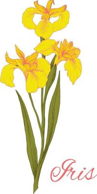 Colored illustration of yellow iris flower isolated on white background. The element for greeting cards, wedding invitations, gift prints.