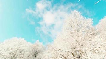 Winterszenische schneebedeckte Baumkronen mit Blick auf den blauen Himmel vom Autofenster. Reise Winter Road Trip Konzept Leerzeichen Hintergrund.