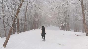 Back view female person walking pathway tree alley in winter forest wonderland. video