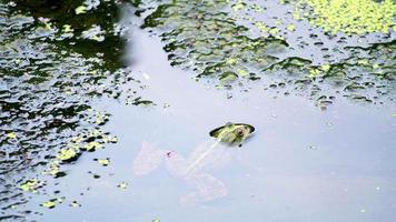 Nahaufnahme Frosch im Arpa-Fluss in der armenischen Landschaft von Jermuk Mineral Spa Resort video