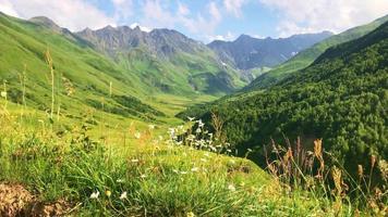 vista panorámica del fondo de las montañas verdes con varias flora georgiana en primer plano. video