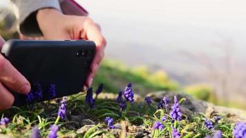 Makroansicht Person fotografieren mit Handy von schönen blühenden Bergblumen im Freien
