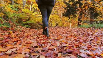 Low view of female feet in black boots step along path near forest. Legs of young woman goes among trail at early autumn. Girl walks at wild nature at sunny day video