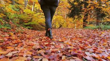 lage weergave van vrouwelijke voeten in zwarte laarzen stap langs pad in de buurt van bos. benen van een jonge vrouw gaan in de vroege herfst onder het parcours. meisje loopt op een zonnige dag door de wilde natuur video