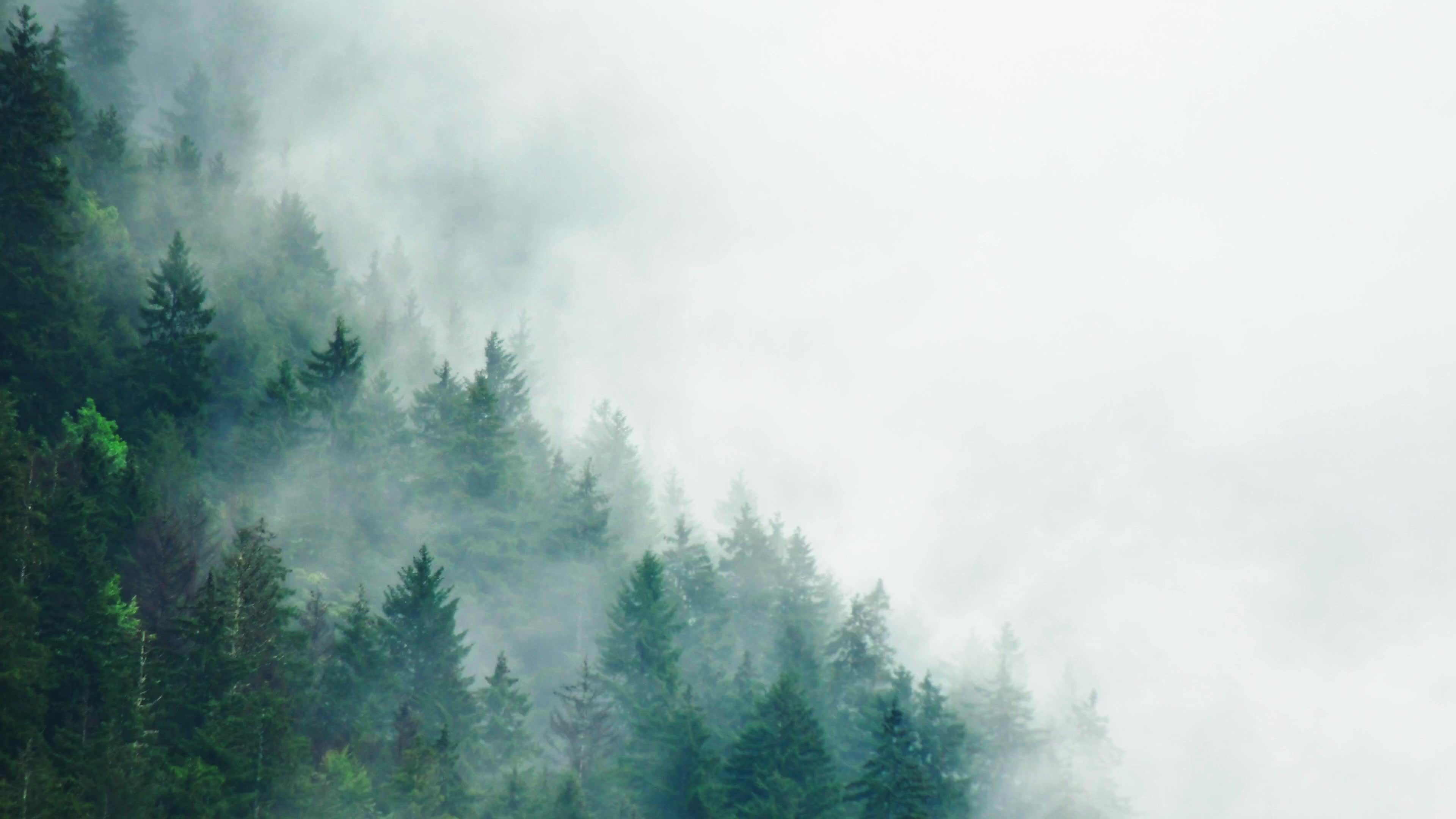 Unveiling The Mystery Of Misty Wet Weather - ki9n85z