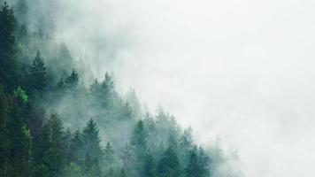 timelapse del clima lluvioso en las montañas. niebla brumosa que sopla sobre el bosque de pinos después de la lluvia al aire libre video