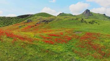 zoom in vista tranquillo scenico vibrante paesaggio primaverile in una giornata di sole. sfondo di natura incontaminata di primavera video