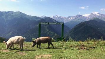 due simpatici maiali mangiano erba nella pittoresca campagna caucasica verde con bellissimo sfondo di montagna caucasica video