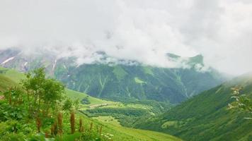 Malerischer Blick auf den grünen Berghintergrund mit verschiedenen georgischen Pflanzen im Vordergrund.
