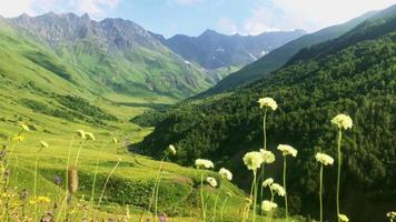 statisk närbild av prästkragar i en dal med natursköna kaukasiska bergsbakgrund, video