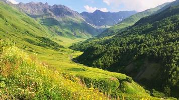 flora primaverile in primo piano con valle, fiume e sfondo di montagna verde. Vista grandangolare della natura verde incontaminata del Caucaso. video