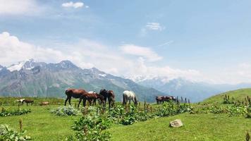 Static close up view of standing flock of horses with caucasian mountain background in summer video