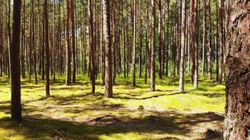 fascinantes bosques antiguos de pinos bálticos en palanga resort, lituania. hermosa flora del país báltico video