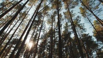 First person view summer coniferous forest with pine trees. Bottom view of tops. Camera slow motion right to left sideways along forest. Lithuania forest background cinematic. video