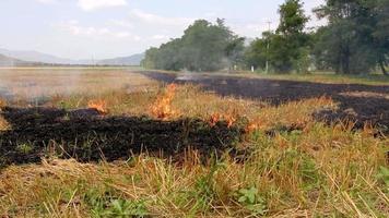 champ de culture ordinaire en feu à l'extérieur dans le caucase. brûlage de la paille, préparation des semis, nouvelle saison de récolte. video