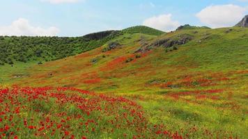 fleurs de pavot rouge qui fleurissent dans le champ de printemps vert. coquelicots dans le pré. champ de pavot sauvage. vidéo 4k video
