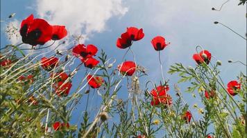 Static low angle view blooming poppy flowers swinging with sunny blue sky background video