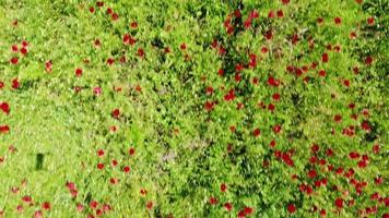 Top view drone fly over poppy field in springtime video