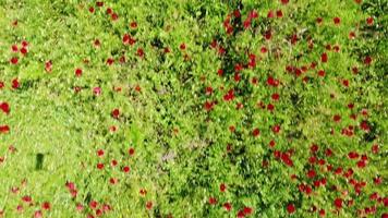 vista dall'alto drone sorvola il campo di papaveri in primavera video