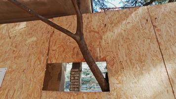 boomtak groeit door gat in houten muur. boombescherming en bomen in het concept van grote steden video