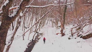 Aerial tracking view woman red jacket hiking in snowy forest solo adventure.