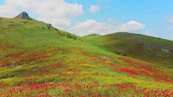 Aerial close up woman sit alone happy enjoy poppy field in beautiful spring field with blooming red poppy flowers video