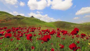 Statisches Zeitraffer-Mohnfeld mit wilden Blumen im Kaukasus an sonnigen Tagen mit zwei Personenfiguren im Hintergrund beim Wandern. marneuli georgia reisen frühlingsziel. video