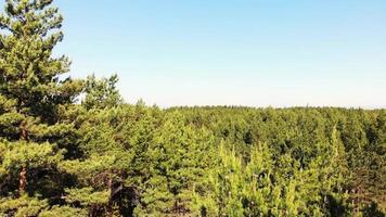 Rising aerial view over pine trees in Palanga with baltic sea coast panorama in clear sunny summer day. Blank space Lithuania nature background