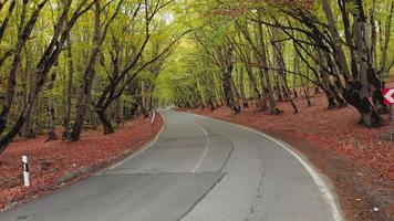 Back side of car driving on scenic forest tree alley road in autumn tranquil landscape