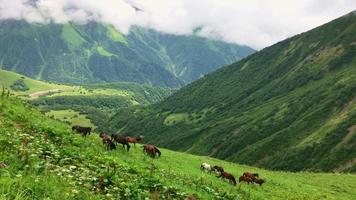 vista estática de un gran grupo de caballos comiendo hierba rodeados de naturaleza verde en las montañas caucásicas. georgia flora y fauna.