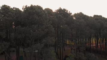 Abstract rising aerial view above forest trees with sunrise above horizon. Tranquil nature background