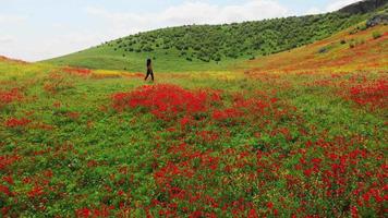 Cinematic view young caucasian woman enjoy freedom walking in blooming nature alone surrounded wonderful poppy field. Well being oman concept