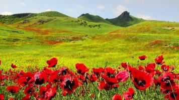 Red poppy flowers blooming in green spring field. poppies in the meadow. wild poppy field. HD video nature landscape colorful