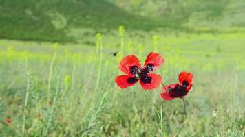 Blooming poppy flower in green field with bees fly and feed. Springtime nature bloom and fresh air concept.