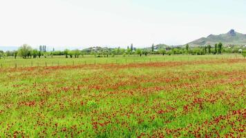 vanuit de lucht kantelen naar beneden bekijken natuur bloeit buiten in de natuur in het voorjaar. panoramisch uitzicht op de achtergrond van de lege ruimte van het papaverveld video