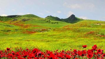 Static spring green nature meadow field with hilly background and poppy flowers in breeze foreground. Copypaste sunny springtime banner space.