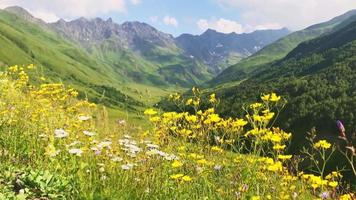 vista estática en cámara lenta de la vegetación escénica de la montaña georgiana con margaritas en la región de racha. paisaje natural del cáucaso.