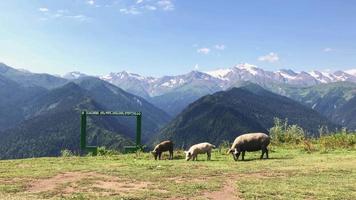 deux cochons mignons mangent de l'herbe avec un arrière-plan pittoresque de montagnes caucasiennes